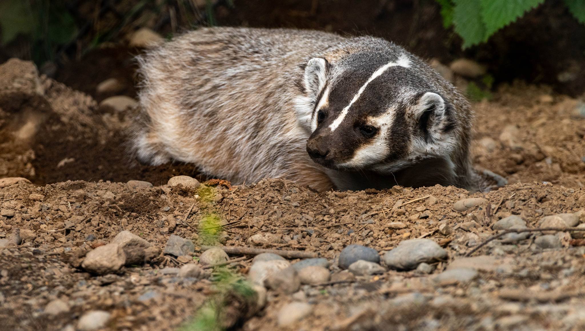 Badger